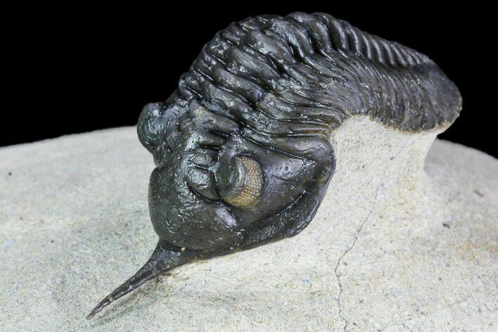 Morocconites Trilobite Fossil - Orange Eyes #108534